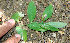  ( - BioBot00753)  @11 [ ] CreativeCommons - Attribution Non-Commercial Share-Alike (2010) Daniel H. Janzen Guanacaste Dry Forest Conservation Fund
