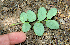  ( - BioBot00754)  @11 [ ] CreativeCommons - Attribution Non-Commercial Share-Alike (2010) Daniel H. Janzen Guanacaste Dry Forest Conservation Fund