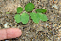  ( - BioBot00754)  @11 [ ] CreativeCommons - Attribution Non-Commercial Share-Alike (2010) Daniel H. Janzen Guanacaste Dry Forest Conservation Fund
