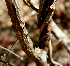  ( - BioBot00755)  @11 [ ] CreativeCommons - Attribution Non-Commercial Share-Alike (2010) Daniel H. Janzen Guanacaste Dry Forest Conservation Fund