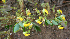  ( - BioBot00755)  @11 [ ] CreativeCommons - Attribution Non-Commercial Share-Alike (2010) Daniel H. Janzen Guanacaste Dry Forest Conservation Fund