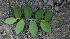  ( - BioBot00755)  @11 [ ] CreativeCommons - Attribution Non-Commercial Share-Alike (2010) Daniel H. Janzen Guanacaste Dry Forest Conservation Fund