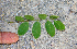  ( - BioBot00755)  @11 [ ] CreativeCommons - Attribution Non-Commercial Share-Alike (2010) Daniel H. Janzen Guanacaste Dry Forest Conservation Fund