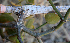  ( - BioBot00759)  @11 [ ] CreativeCommons - Attribution Non-Commercial Share-Alike (2010) Daniel H. Janzen Guanacaste Dry Forest Conservation Fund