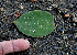  ( - BioBot00759)  @11 [ ] CreativeCommons - Attribution Non-Commercial Share-Alike (2010) Daniel H. Janzen Guanacaste Dry Forest Conservation Fund