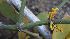  ( - BioBot00759)  @11 [ ] CreativeCommons - Attribution Non-Commercial Share-Alike (2010) Daniel H. Janzen Guanacaste Dry Forest Conservation Fund