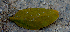  ( - BioBot00760)  @11 [ ] CreativeCommons - Attribution Non-Commercial Share-Alike (2010) Daniel H. Janzen Guanacaste Dry Forest Conservation Fund