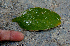  ( - BioBot00760)  @11 [ ] CreativeCommons - Attribution Non-Commercial Share-Alike (2010) Daniel H. Janzen Guanacaste Dry Forest Conservation Fund