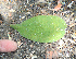  ( - BioBot00761)  @11 [ ] CreativeCommons - Attribution Non-Commercial Share-Alike (2010) Daniel H. Janzen Guanacaste Dry Forest Conservation Fund