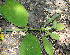  ( - BioBot00761)  @11 [ ] CreativeCommons - Attribution Non-Commercial Share-Alike (2010) Daniel H. Janzen Guanacaste Dry Forest Conservation Fund
