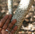  ( - BioBot00763)  @11 [ ] CreativeCommons - Attribution Non-Commercial Share-Alike (2010) Daniel H. Janzen Guanacaste Dry Forest Conservation Fund