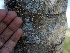  (Caesalpinia exostemma - BioBot00767)  @11 [ ] CreativeCommons - Attribution Non-Commercial Share-Alike (2010) Daniel H. Janzen Guanacaste Dry Forest Conservation Fund