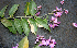  ( - BioBot00771)  @11 [ ] CreativeCommons - Attribution Non-Commercial Share-Alike (2010) Daniel H. Janzen Guanacaste Dry Forest Conservation Fund