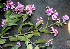  ( - BioBot00771)  @11 [ ] CreativeCommons - Attribution Non-Commercial Share-Alike (2010) Daniel H. Janzen Guanacaste Dry Forest Conservation Fund