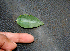  ( - BioBot00771)  @11 [ ] CreativeCommons - Attribution Non-Commercial Share-Alike (2010) Daniel H. Janzen Guanacaste Dry Forest Conservation Fund