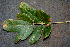  ( - BioBot00772)  @11 [ ] CreativeCommons - Attribution Non-Commercial Share-Alike (2010) Daniel H. Janzen Guanacaste Dry Forest Conservation Fund