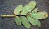  ( - BioBot00772)  @11 [ ] CreativeCommons - Attribution Non-Commercial Share-Alike (2010) Daniel H. Janzen Guanacaste Dry Forest Conservation Fund