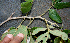  ( - BioBot00772)  @11 [ ] CreativeCommons - Attribution Non-Commercial Share-Alike (2010) Daniel H. Janzen Guanacaste Dry Forest Conservation Fund