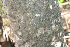  ( - BioBot00773)  @11 [ ] CreativeCommons - Attribution Non-Commercial Share-Alike (2010) Daniel H. Janzen Guanacaste Dry Forest Conservation Fund