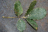  ( - BioBot00773)  @11 [ ] CreativeCommons - Attribution Non-Commercial Share-Alike (2010) Daniel H. Janzen Guanacaste Dry Forest Conservation Fund