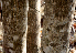  ( - BioBot00774)  @11 [ ] CreativeCommons - Attribution Non-Commercial Share-Alike (2010) Daniel H. Janzen Guanacaste Dry Forest Conservation Fund