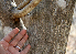  ( - BioBot00774)  @11 [ ] CreativeCommons - Attribution Non-Commercial Share-Alike (2010) Daniel H. Janzen Guanacaste Dry Forest Conservation Fund