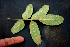  ( - BioBot00774)  @11 [ ] CreativeCommons - Attribution Non-Commercial Share-Alike (2010) Daniel H. Janzen Guanacaste Dry Forest Conservation Fund