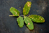  ( - BioBot00774)  @11 [ ] CreativeCommons - Attribution Non-Commercial Share-Alike (2010) Daniel H. Janzen Guanacaste Dry Forest Conservation Fund