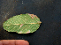 ( - BioBot00774)  @11 [ ] CreativeCommons - Attribution Non-Commercial Share-Alike (2010) Daniel H. Janzen Guanacaste Dry Forest Conservation Fund