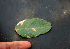  ( - BioBot00774)  @11 [ ] CreativeCommons - Attribution Non-Commercial Share-Alike (2010) Daniel H. Janzen Guanacaste Dry Forest Conservation Fund