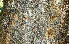  ( - BioBot00784)  @11 [ ] CreativeCommons - Attribution Non-Commercial Share-Alike (2010) Daniel H. Janzen Guanacaste Dry Forest Conservation Fund