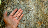  ( - BioBot00784)  @11 [ ] CreativeCommons - Attribution Non-Commercial Share-Alike (2010) Daniel H. Janzen Guanacaste Dry Forest Conservation Fund