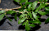  ( - BioBot00784)  @11 [ ] CreativeCommons - Attribution Non-Commercial Share-Alike (2010) Daniel H. Janzen Guanacaste Dry Forest Conservation Fund