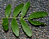  ( - BioBot00784)  @11 [ ] CreativeCommons - Attribution Non-Commercial Share-Alike (2010) Daniel H. Janzen Guanacaste Dry Forest Conservation Fund