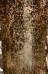  ( - BioBot00785)  @11 [ ] CreativeCommons - Attribution Non-Commercial Share-Alike (2010) Daniel H. Janzen Guanacaste Dry Forest Conservation Fund