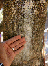  ( - BioBot00785)  @11 [ ] CreativeCommons - Attribution Non-Commercial Share-Alike (2010) Daniel H. Janzen Guanacaste Dry Forest Conservation Fund