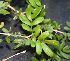  ( - BioBot00785)  @11 [ ] CreativeCommons - Attribution Non-Commercial Share-Alike (2010) Daniel H. Janzen Guanacaste Dry Forest Conservation Fund