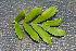  ( - BioBot00785)  @11 [ ] CreativeCommons - Attribution Non-Commercial Share-Alike (2010) Daniel H. Janzen Guanacaste Dry Forest Conservation Fund