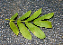  ( - BioBot00785)  @11 [ ] CreativeCommons - Attribution Non-Commercial Share-Alike (2010) Daniel H. Janzen Guanacaste Dry Forest Conservation Fund