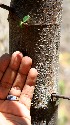  ( - BioBot00802)  @11 [ ] CreativeCommons - Attribution Non-Commercial Share-Alike (2010) Daniel H. Janzen Guanacaste Dry Forest Conservation Fund