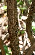  ( - BioBot00805)  @11 [ ] CreativeCommons - Attribution Non-Commercial Share-Alike (2010) Daniel H. Janzen Guanacaste Dry Forest Conservation Fund