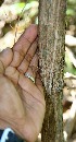  ( - BioBot00805)  @11 [ ] CreativeCommons - Attribution Non-Commercial Share-Alike (2010) Daniel H. Janzen Guanacaste Dry Forest Conservation Fund