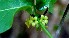  (Marsdenia engleriana - BioBot00827)  @11 [ ] CreativeCommons - Attribution Non-Commercial Share-Alike (2010) Daniel H. Janzen Guanacaste Dry Forest Conservation Fund