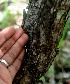  ( - BioBot00851)  @11 [ ] CreativeCommons - Attribution Non-Commercial Share-Alike (2010) Daniel H. Janzen Guanacaste Dry Forest Conservation Fund