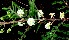  ( - BioBot00860)  @11 [ ] CreativeCommons - Attribution Non-Commercial Share-Alike (2010) Daniel H. Janzen Guanacaste Dry Forest Conservation Fund