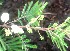  ( - BioBot00860)  @11 [ ] CreativeCommons - Attribution Non-Commercial Share-Alike (2010) Daniel H. Janzen Guanacaste Dry Forest Conservation Fund