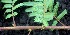  ( - BioBot00862)  @11 [ ] CreativeCommons - Attribution Non-Commercial Share-Alike (2010) Daniel H. Janzen Guanacaste Dry Forest Conservation Fund