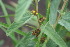  ( - BioBot00864)  @11 [ ] CreativeCommons - Attribution Non-Commercial Share-Alike (2010) Daniel H. Janzen Guanacaste Dry Forest Conservation Fund