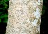  (Casearia tremula - BioBot00878)  @11 [ ] CreativeCommons - Attribution Non-Commercial Share-Alike (2010) Daniel H. Janzen Guanacaste Dry Forest Conservation Fund