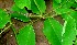  ( - BioBot00886)  @11 [ ] CreativeCommons - Attribution Non-Commercial Share-Alike (2010) Daniel H. Janzen Guanacaste Dry Forest Conservation Fund